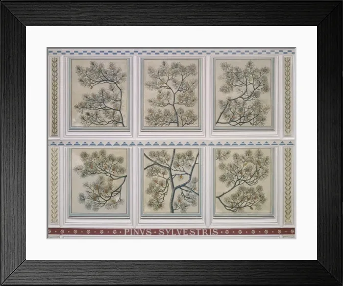 Framed Print : Pinus sylvestris, Scots pine Framed Print : Pinus sylvestris, Scots pine