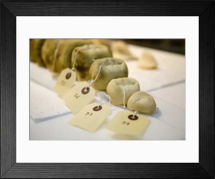Framed Print : Hyperoodon ampullatus, northern bottlenose whale Framed Print : Hyperoodon ampullatus, northern bottlenose whale