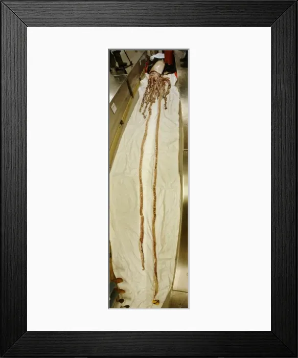 Framed Print : Architeuthis dux Steenstrup, 1857, squid Framed Print : Architeuthis dux Steenstrup, 1857, squid