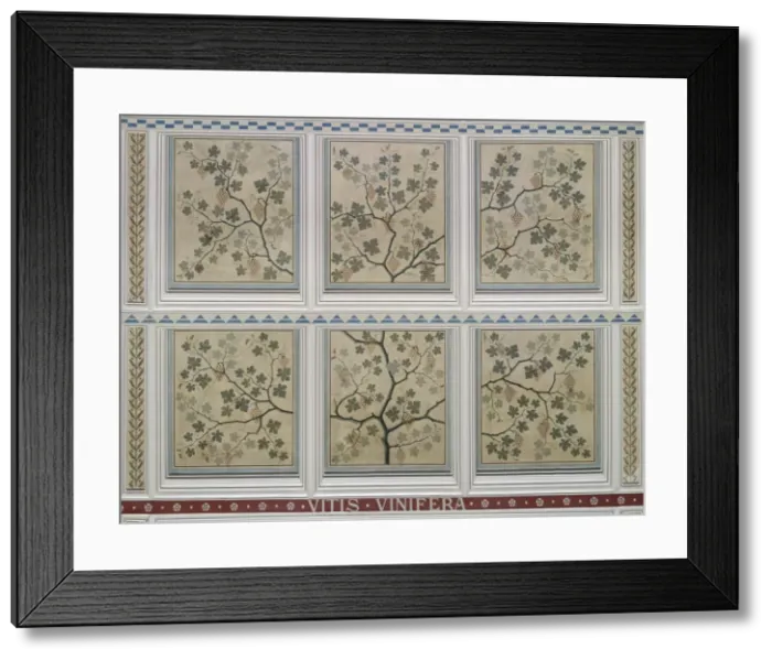 Framed Print : Vitis vinifera, grape Framed Print : Vitis vinifera, grape