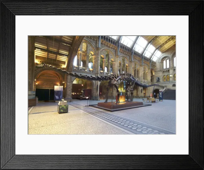Framed Print : Diplodocus carnegiei Framed Print : Diplodocus carnegiei