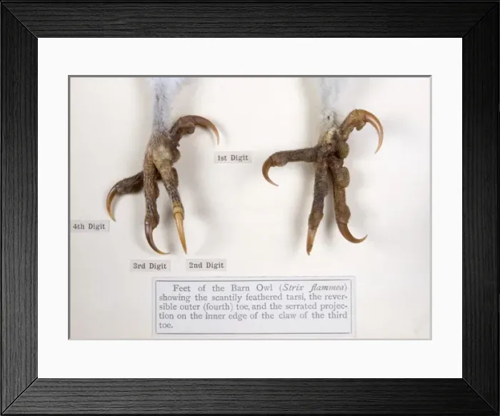 Framed Print : Display of bird feet at the Natural History Museum, London Framed Print : Display of bird feet at the Natural History Museum, London