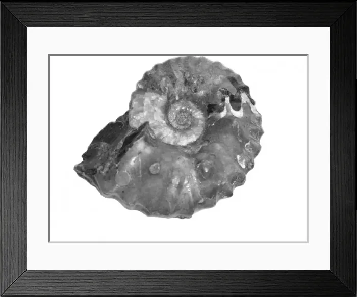 Framed Print : Wasatchites tridentinus, ammonoid Framed Print : Wasatchites tridentinus, ammonoid