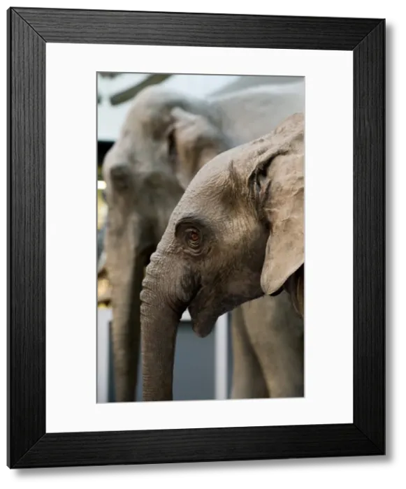 Framed Print : Loxodonta africana, African elephant Framed Print : Loxodonta africana, African elephant