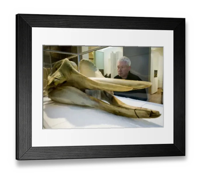 Framed Print : Hyperoodon ampullatus, northern bottlenose whale Framed Print : Hyperoodon ampullatus, northern bottlenose whale