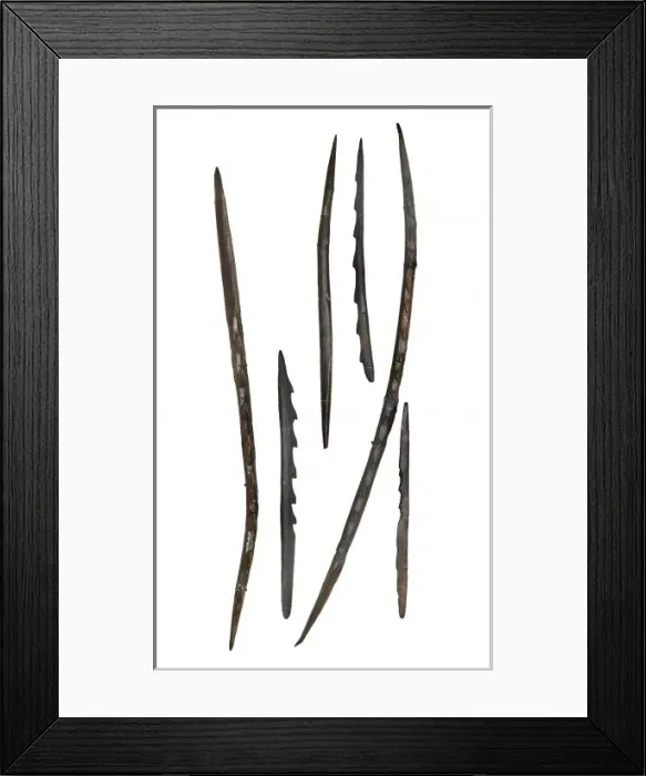Framed Print : Barbed points from Star Carr