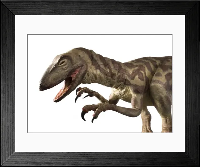 Framed Print : Velociraptor Framed Print : Velociraptor