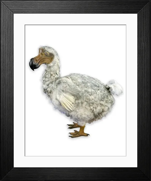 Framed Print : Raphus cucullatus, dodo Framed Print : Raphus cucullatus, dodo