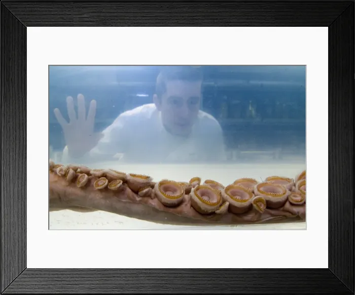 Framed Print : Architeutis dux, giant squid Framed Print : Architeutis dux, giant squid