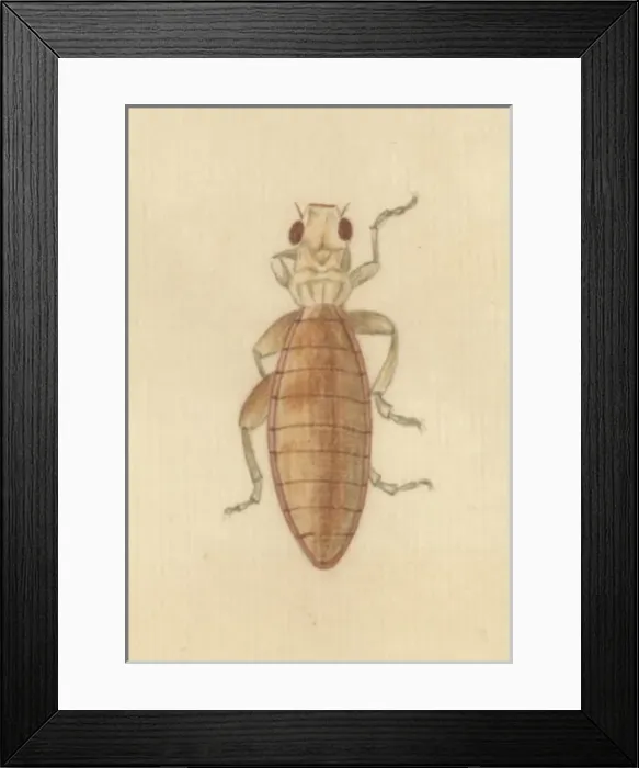 Framed Print : English Insects illustration by James Barbut Framed Print : English Insects illustration by James Barbut