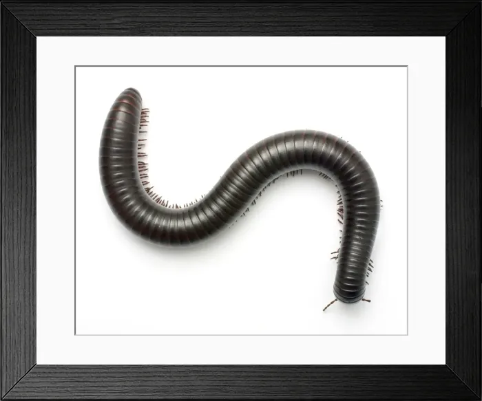 Framed Print : Archispirostreptus gigas, African giant black millipede Framed Print : Archispirostreptus gigas, African giant black millipede