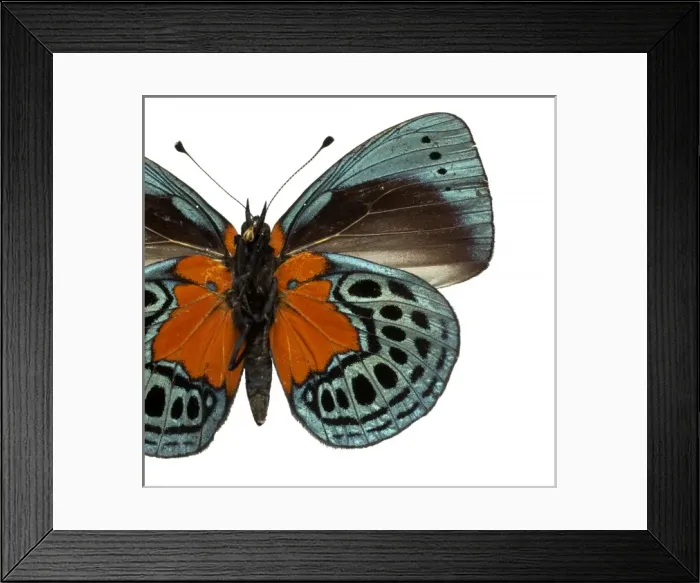 Framed Print : Asterope leprieuri, butterfly Framed Print : Asterope leprieuri, butterfly