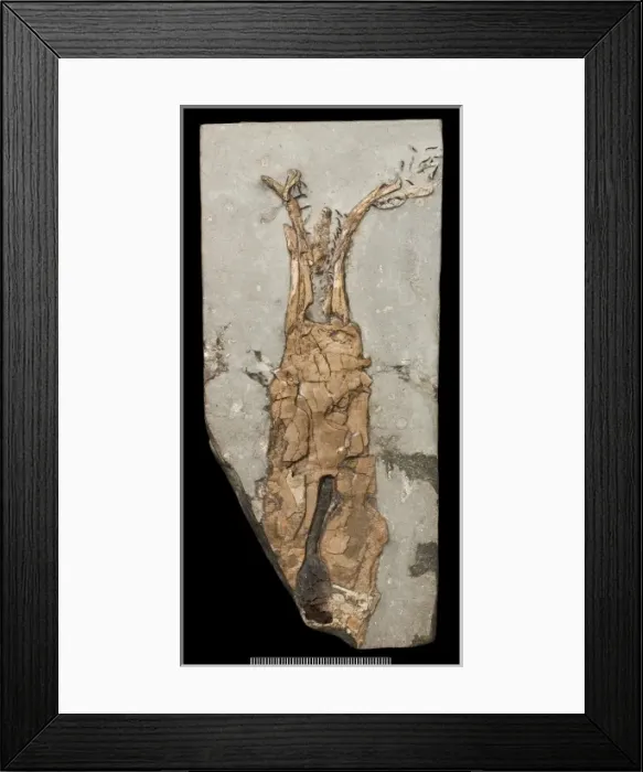 Framed Print : Acanthoteuthis, a fossil coleoid Framed Print : Acanthoteuthis, a fossil coleoid