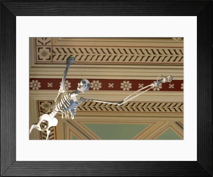 Framed Print : Hylobates lar, gibbon