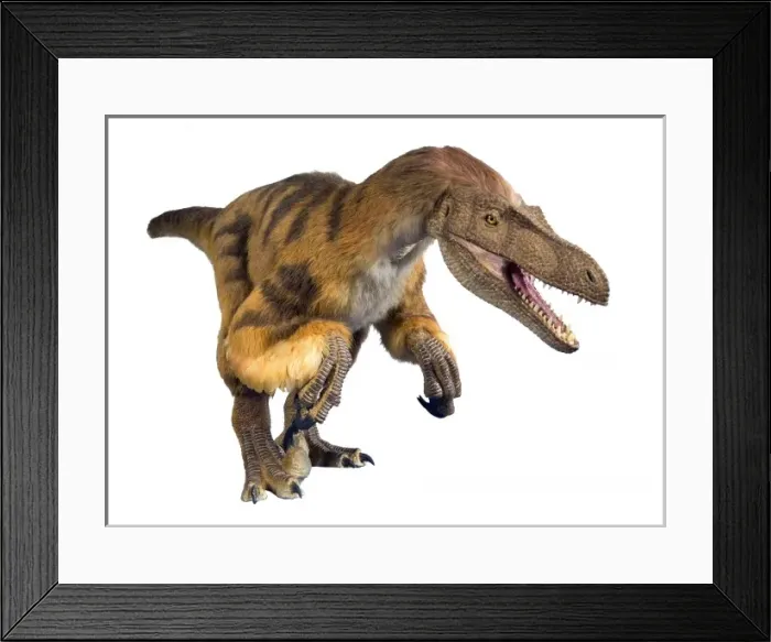 Framed Print : Velociraptor Framed Print : Velociraptor