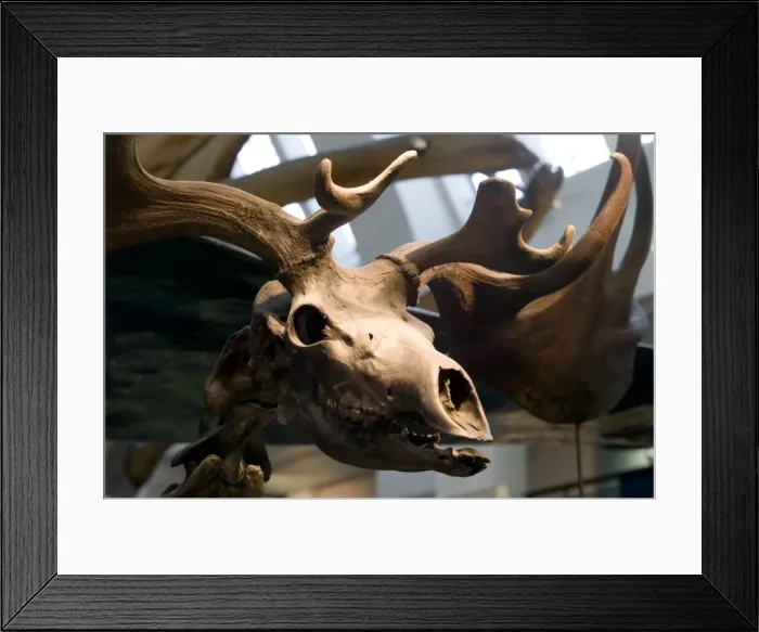 Framed Print : Megaceros giganteus, giant deer Framed Print : Megaceros giganteus, giant deer