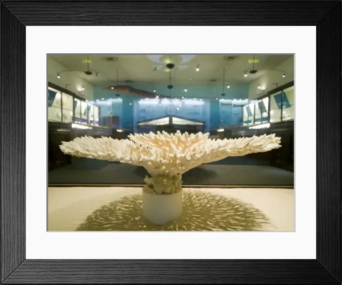 Framed Print : Marine Invertebrates at the Natural History Museum Framed Print : Marine Invertebrates at the Natural History Museum