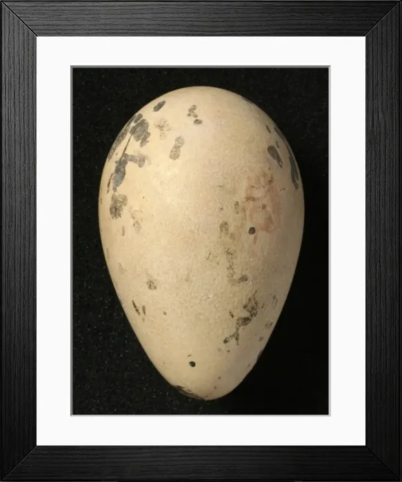 Framed Print : Pinguinus impennis, great auk Framed Print : Pinguinus impennis, great auk