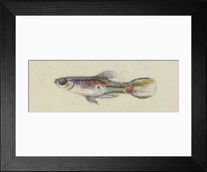 Framed Print : Poeciliidae sp. Guppy Framed Print : Poeciliidae sp. Guppy