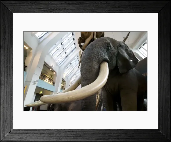 Framed Print : Loxodonta africana, African elephant Framed Print : Loxodonta africana, African elephant