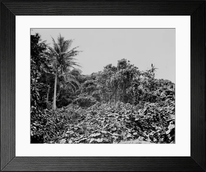 Framed Print : General view of woods at Tongataboo Framed Print : General view of woods at Tongataboo