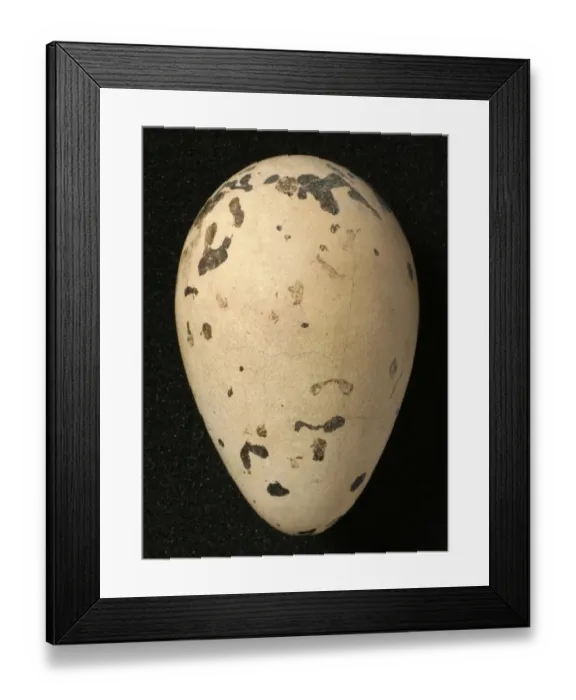Framed Print : Pinguinus impennis, great auk Framed Print : Pinguinus impennis, great auk