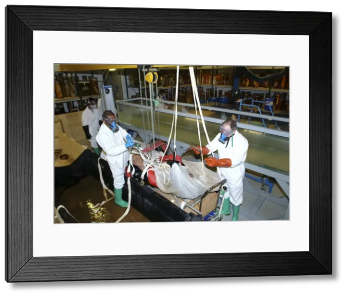 Framed Print : Architeutis dux, giant squid Framed Print : Architeutis dux, giant squid