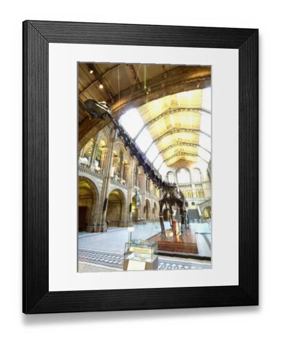 Framed Print : Diplodocus carnegiei Framed Print : Diplodocus carnegiei