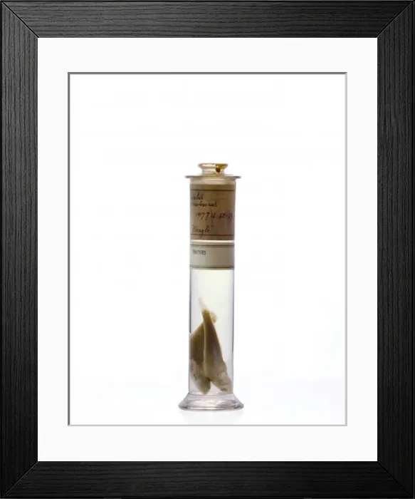 Framed Print : Eleginops maclovinus, rock cod Framed Print : Eleginops maclovinus, rock cod