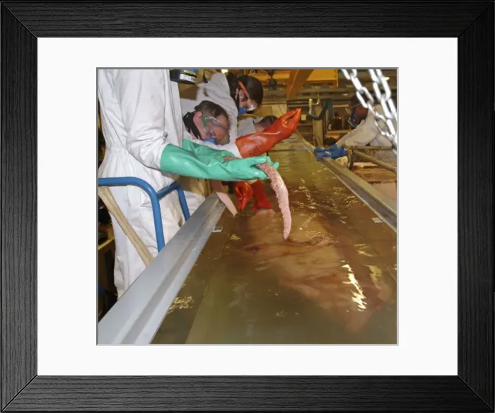 Framed Print : Architeutis dux, giant squid Framed Print : Architeutis dux, giant squid