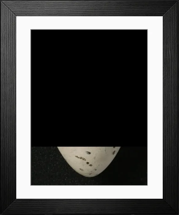 Framed Print : Pinguinus impennis, great auk Framed Print : Pinguinus impennis, great auk