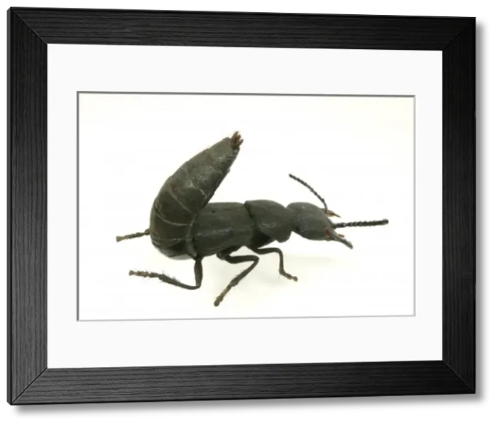 Framed Print : Ocypus olens, devils coach horse beetle model Framed Print : Ocypus olens, devils coach horse beetle model