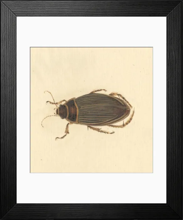 Framed Print : Dytiscus marginalis, great diving beetle (female) Framed Print : Dytiscus marginalis, great diving beetle (female)