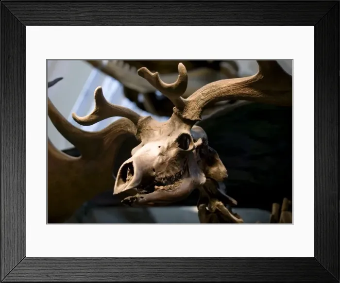 Framed Print : Megaceros giganteus, giant deer Framed Print : Megaceros giganteus, giant deer