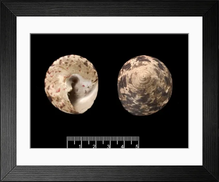 Framed Print : Trochus niloticus, top shell Framed Print : Trochus niloticus, top shell