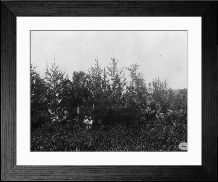 Framed Print : In the bush botanizing, Bermuda 1873 Framed Print : In the bush botanizing, Bermuda 1873