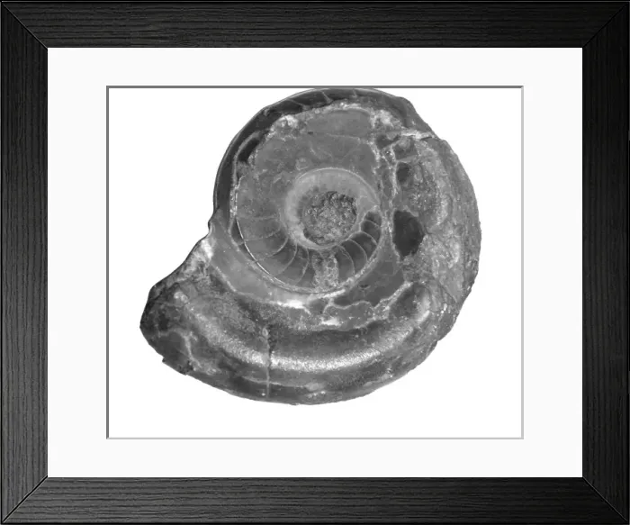 Framed Print : Vestinautilus cariniferous, nautiloid Framed Print : Vestinautilus cariniferous, nautiloid