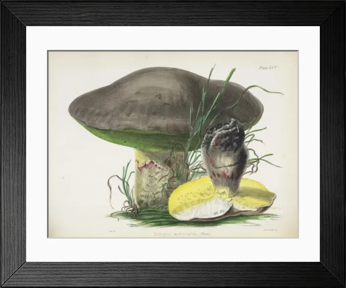 Framed Print : Agaricus mutabilis Framed Print : Agaricus mutabilis