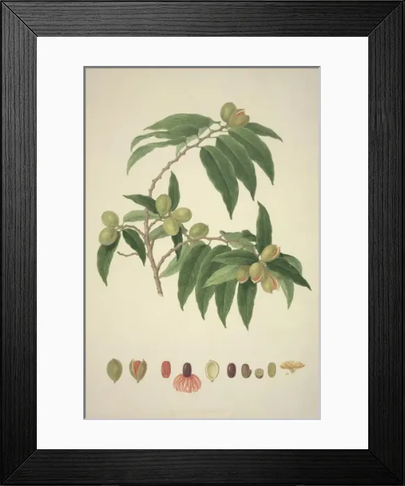 Framed Print : Myristica insipida, nutmeg Framed Print : Myristica insipida, nutmeg