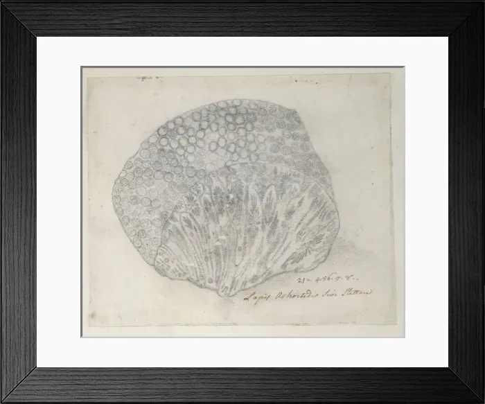 Framed Print : Drawing labelled Coral Framed Print : Drawing labelled Coral