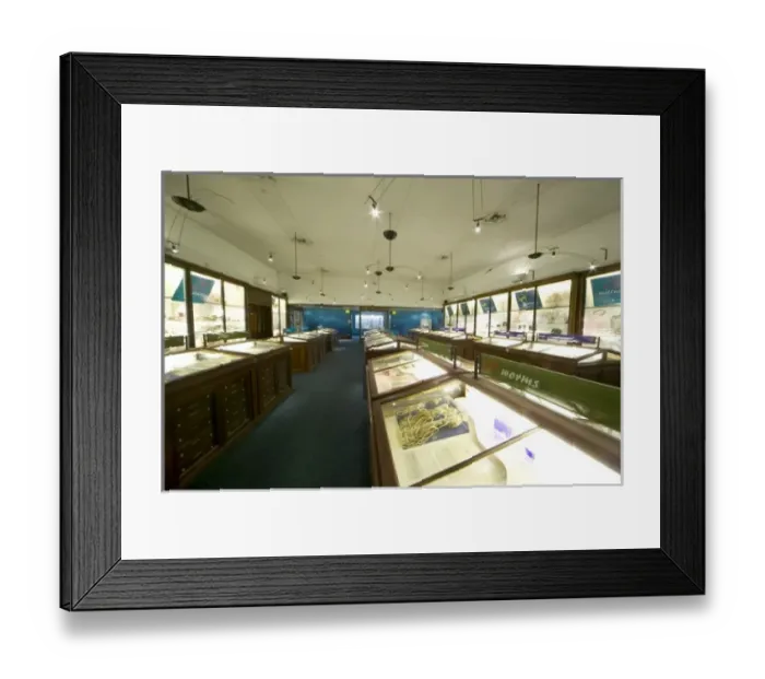 Framed Print : Marine Invertebrates Framed Print : Marine Invertebrates