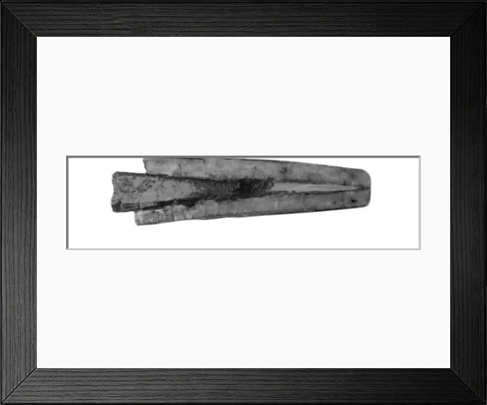 Framed Print : Aulacoceras sulcatum, belemnite Framed Print : Aulacoceras sulcatum, belemnite