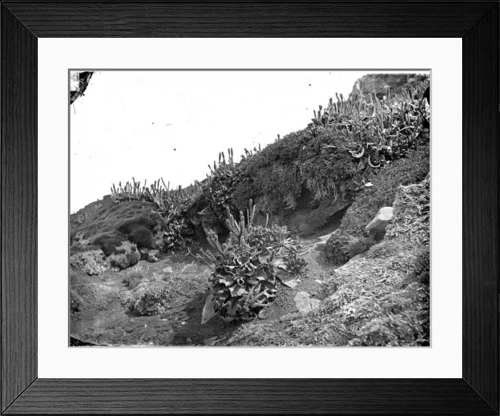 Framed Print : Cabbages, Kerguelen Island Framed Print : Cabbages, Kerguelen Island