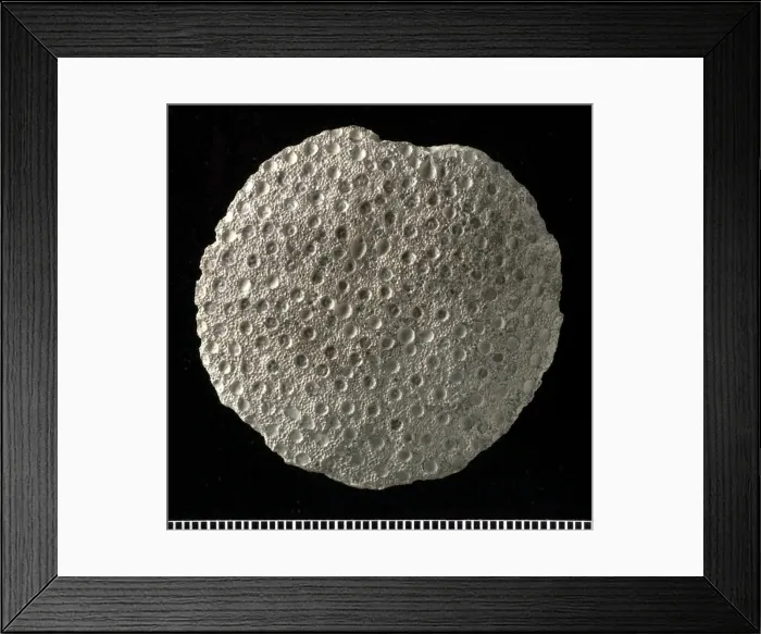 Framed Print : Heliolites, coral Framed Print : Heliolites, coral