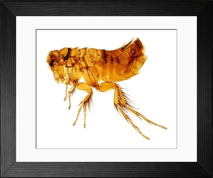 Framed Print : Hystrichopsylla talpae talpae, mole flea Framed Print : Hystrichopsylla talpae talpae, mole flea