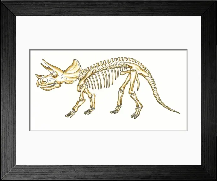 Framed Print : Triceratops skeleton Framed Print : Triceratops skeleton