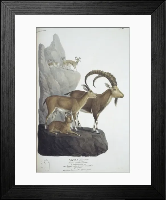Framed Print : Capra nubiana, nubian ibex Framed Print : Capra nubiana, nubian ibex