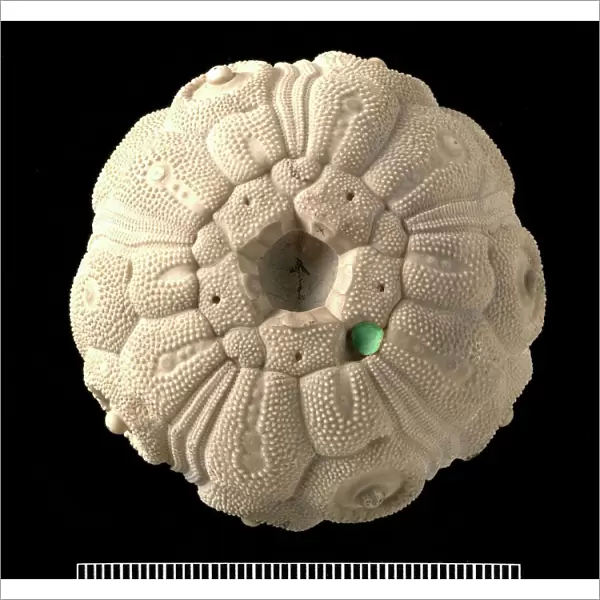 Temnocidaris sceptrifera, fossil echinoid