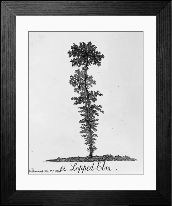 Framed Print : Lopped Elm Framed Print : Lopped Elm