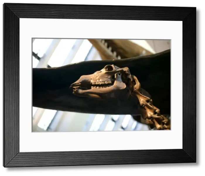 Framed Print : Megaceros giganteus, giant deer Framed Print : Megaceros giganteus, giant deer